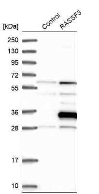 Western Blot: RASSF3 Antibody [NBP1-89425]