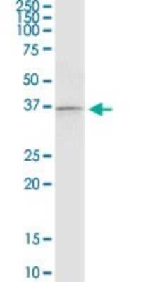 Western Blot: RASSF4 Antibody (1D5) [H00083937-M08]