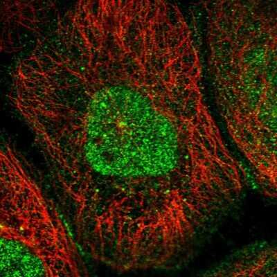 Immunocytochemistry/ Immunofluorescence: RASSF4 Antibody [NBP1-89249]
