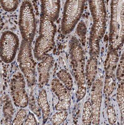 Immunohistochemistry-Paraffin: RASSF4 Antibody [NBP1-89249]
