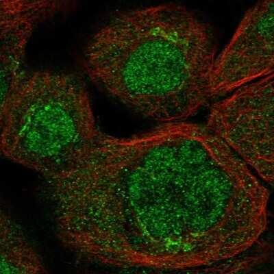 Immunocytochemistry/ Immunofluorescence: RASSF6 Antibody [NBP2-55145]