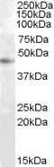 Western Blot: RASSF6 Antibody [NBP1-00232]