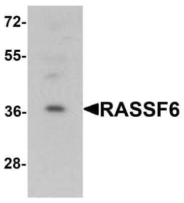 Western Blot: RASSF6 AntibodyBSA Free [NBP2-81798]