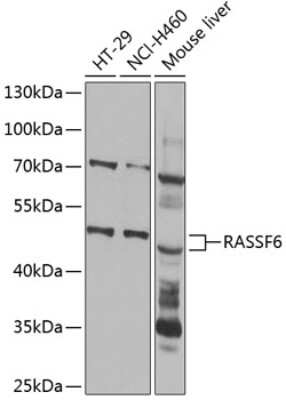 Western Blot: RASSF6 AntibodyBSA Free [NBP2-93092]