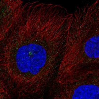 Immunocytochemistry/ Immunofluorescence: RASSF7 Antibody [NBP2-58860]