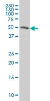 Western Blot: RASSF8 Antibody (2G1) [H00011228-M01]