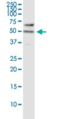 Western Blot: RASSF8 Antibody (2G1) [H00011228-M01]