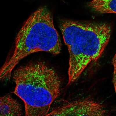 Immunocytochemistry/ Immunofluorescence: RASSF8 Antibody [NBP1-88388]