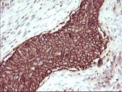 Immunohistochemistry: RASSF8 Antibody (OTI1F5) - Azide and BSA Free [NBP2-73820]