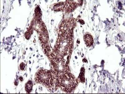 Immunohistochemistry: RASSF8 Antibody (OTI1F5) - Azide and BSA Free [NBP2-73820]