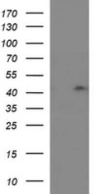 Western Blot: RASSF8 Antibody (OTI1F5)Azide and BSA Free [NBP2-73820]