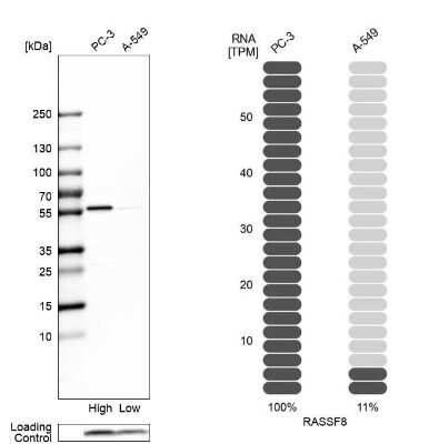 Western Blot: RASSF8 Antibody [NBP1-88388]