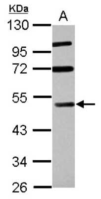 Western Blot: RASSF8 Antibody [NBP2-20092]