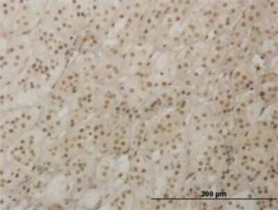 Immunohistochemistry-Paraffin: RAX Antibody (4F4) [H00030062-M02]