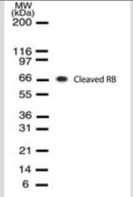Western Blot: RB1 Antibody (172C1094)(cleaved)Azide and BSA Free [NBP2-33240]