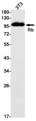 Western Blot: RB1 Antibody (S03-4E9) [NBP3-19970]