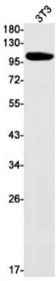 Western Blot: RB1 Antibody (S09-4H8) [NBP3-19971]