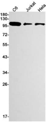 Western Blot: RB1 Antibody (S09-8G7) [NBP3-19936]