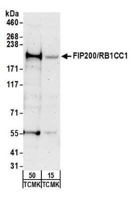 Western Blot: RB1CC1 Antibody [NB100-77279]