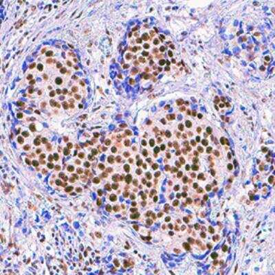 Immunohistochemistry-Paraffin: RBBP 4/7 Antibody (968721) [MAB9457]