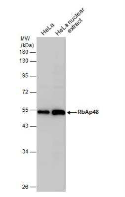 Western Blot: RBBP4/RbAp48 Antibody (11G10) [NB500-123]