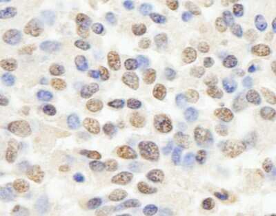 Immunohistochemistry-Paraffin: RBBP4/RbAp48 Antibody [NB100-60399]