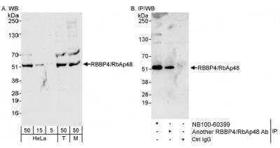 Western Blot: RBBP4/RbAp48 Antibody [NB100-60399]