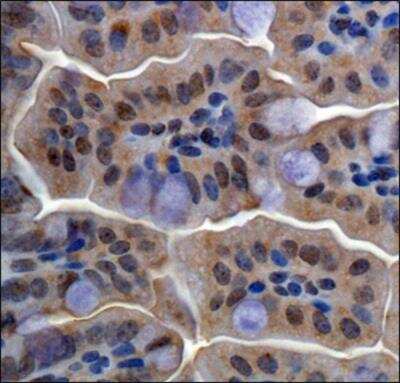 Immunohistochemistry-Paraffin: RBBP6 Antibody - BSA Free [NBP1-49535]