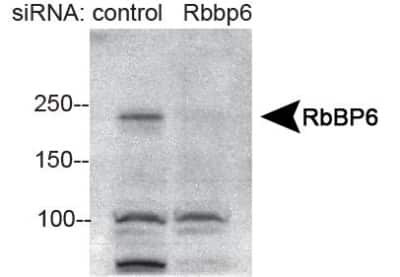 Western Blot: RBBP6 AntibodyBSA Free [NBP1-49535]