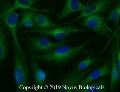 Immunocytochemistry/ Immunofluorescence: RBCK1 Antibody [NBP2-27105]