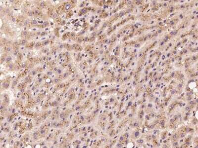 Immunohistochemistry-Paraffin: RBCK1 Antibody [NBP2-98085]