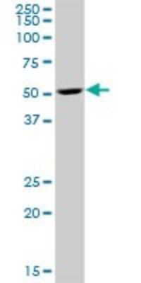 Western Blot: RBED1 Antibody [H00084173-B01P]