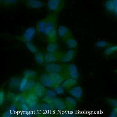 Immunocytochemistry/Immunofluorescence Staining of SHSY5Y Cells Using Alexa Fluor 488 Conjugated RBFOX3/NeuN Antibody