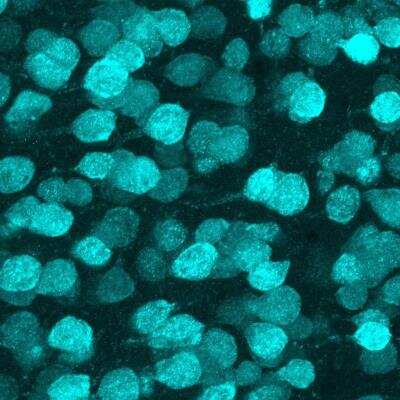 Immunofluorescent Staining of Mouse Cortex Using Alexa Fluor 700 Conjugated RBFOX3/NeuN Antibody