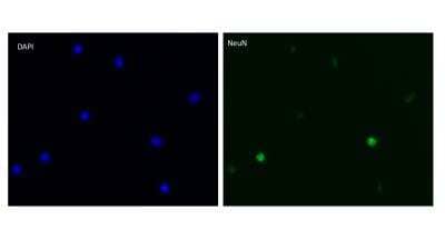 Immunocytochemistry/Immunofluorescence Imaging of RBFOX3/NeuN in Dissociated Spinal Cord Nuclei