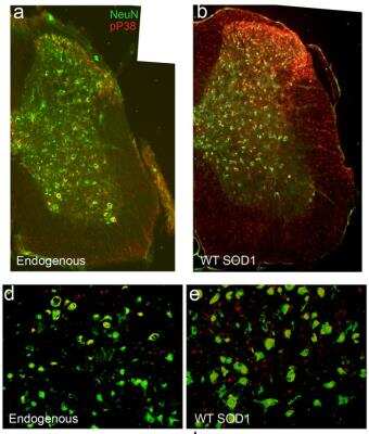 Immunohistochemical Staining of RBFOX3/NeuN in Mouse Spinal Cords
