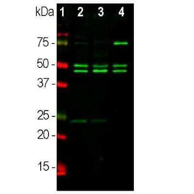 Western Blot Detection of RBFOX3/NeuN Mouse and Rat Brain Tissue Lysates