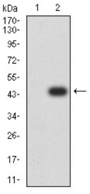 Western Blot: RBFOX3/NeuN Antibody (1H3B2)BSA Free [NBP2-61848]