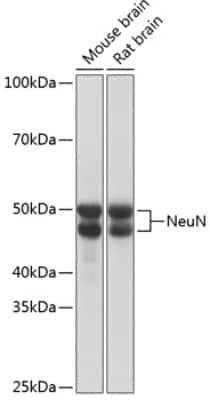 Western Blot: RBFOX3/NeuN Antibody (2F9F0) [NBP3-15656]