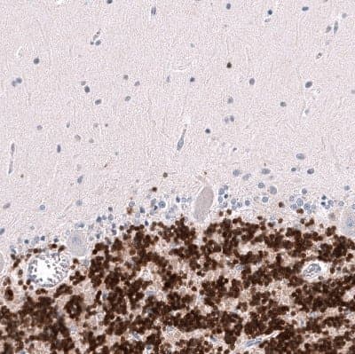 Immunohistochemistry-Paraffin: RBFOX3/NeuN Antibody (CL11892) [NBP3-15124]