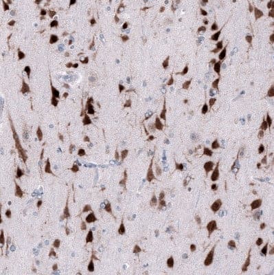 Immunohistochemistry-Paraffin: RBFOX3/NeuN Antibody (CL11892) [NBP3-15124]