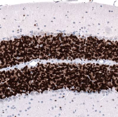 Immunohistochemistry-Paraffin: RBFOX3/NeuN Antibody (CL11892) [NBP3-15124]