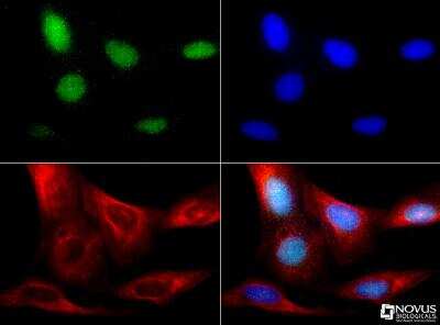 Immunocytochemistry/ Immunofluorescence: RBFOX3/NeuN Antibody - BSA Free [NBP1-77686]