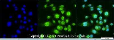 Immunocytochemistry/ Immunofluorescence: RBFOX3/NeuN Antibody - BSA Free [NBP1-77686]