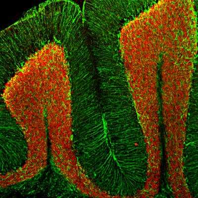 Immunohistochemistry Free-Floating: RBFOX3/NeuN Antibody [NBP1-92716]