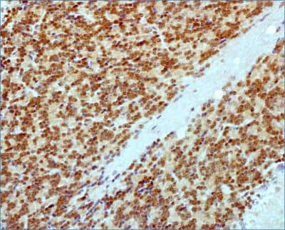 Immunohistochemistry-Paraffin: RBFOX3/NeuN Antibody - BSA Free [NBP1-77686]