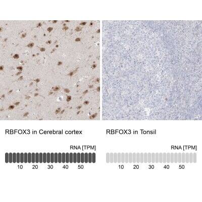 Immunohistochemistry-Paraffin: RBFOX3/NeuN Antibody [NBP1-89821]