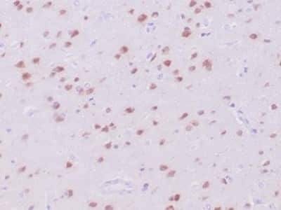 Immunohistochemistry-Paraffin: RBFOX3/NeuN Antibody (NeuN/288R) [NBP3-13857]