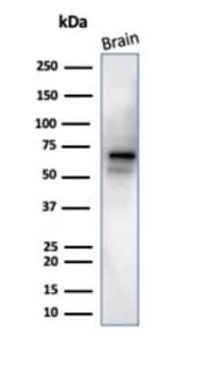 Western Blot: RBFOX3/NeuN Antibody (NeuN/288R) [NBP3-13857]