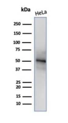 Western Blot: RBFOX3/NeuN Antibody (NeuN/288R) [NBP3-13857]